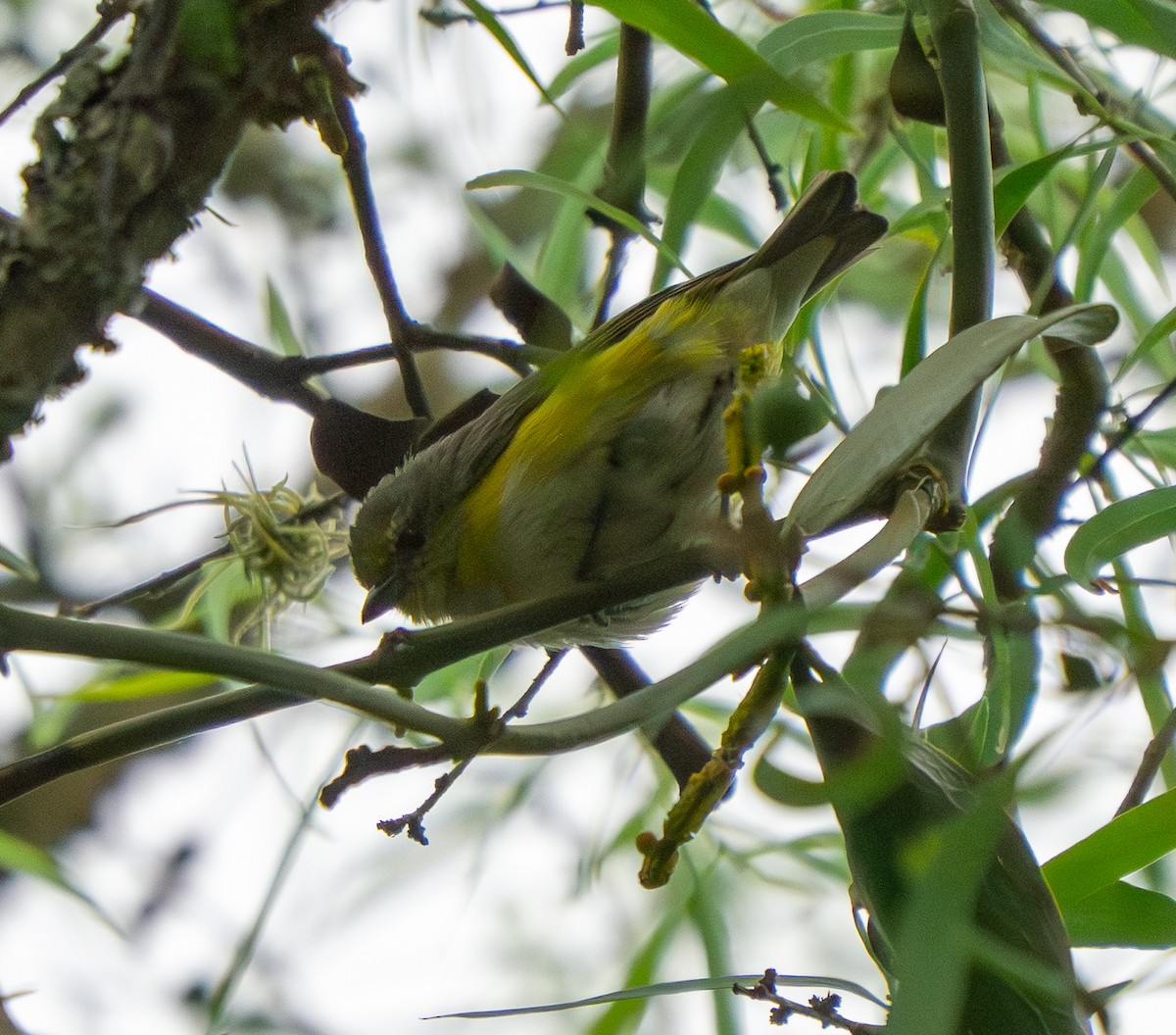 Пурпурногорлая эуфония - ML646886829