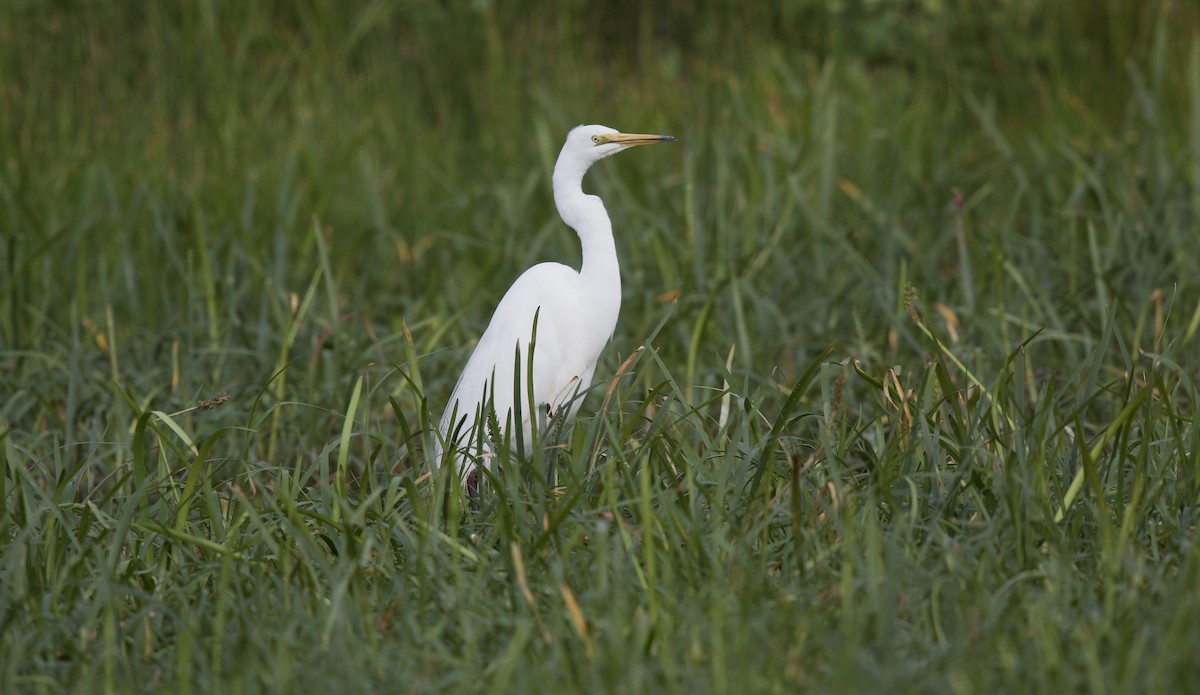 Great Egret - ML646886830