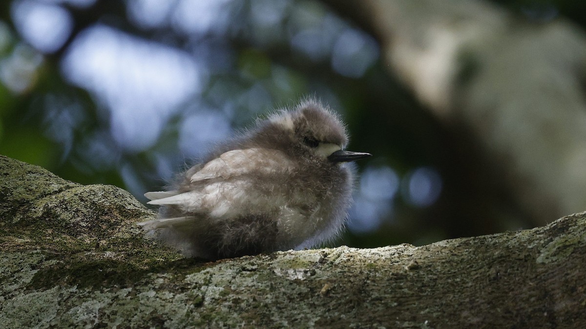 Blue-billed White-Tern - ML646886831