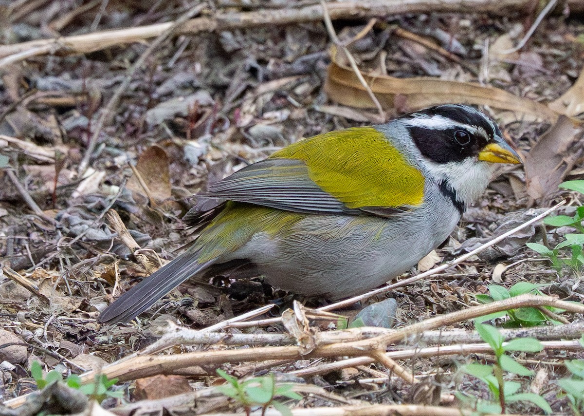 Moss-backed Sparrow - ML646886832