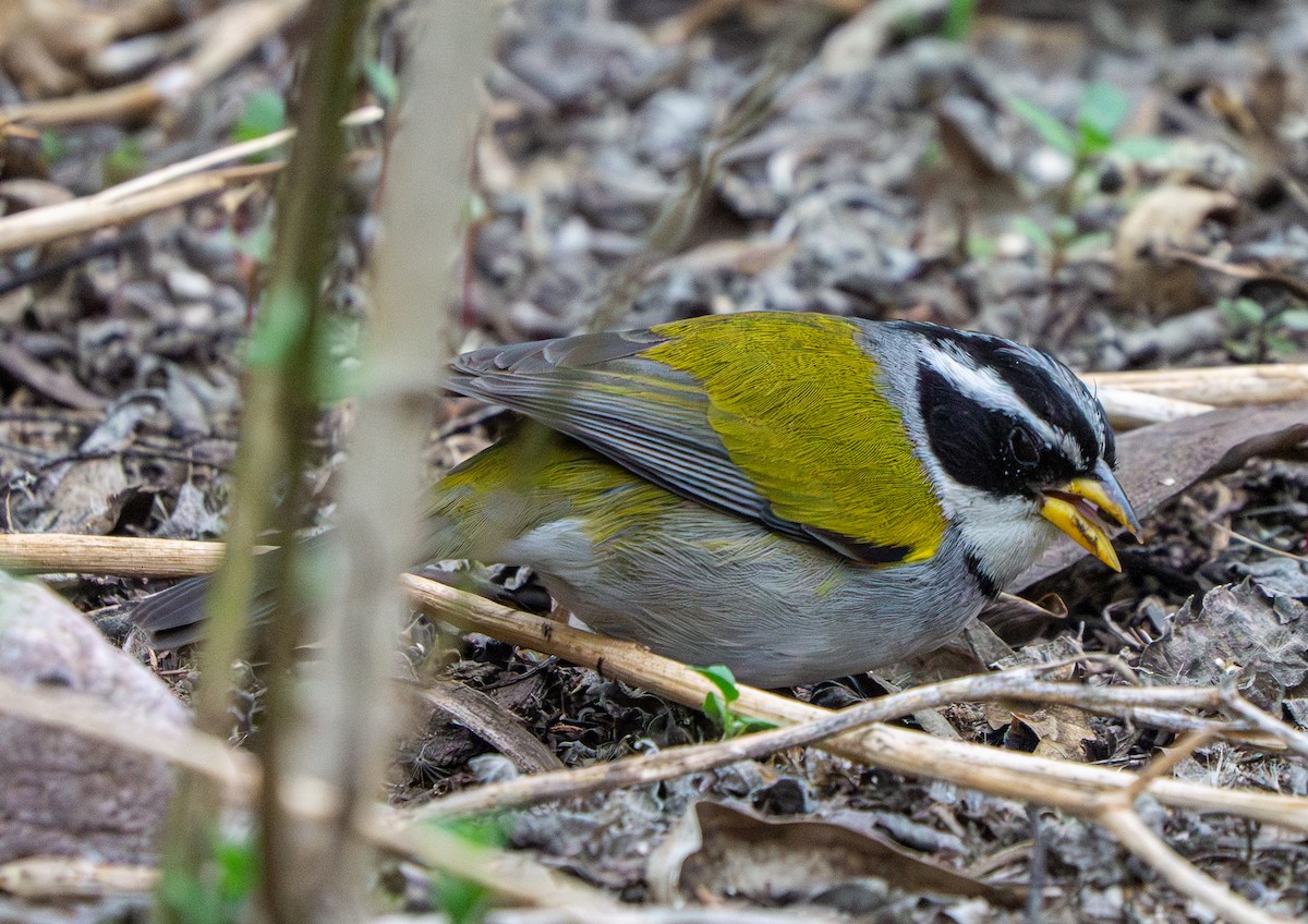 Moss-backed Sparrow - ML646886833