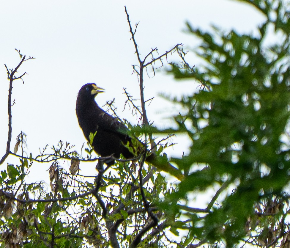 Crested Oropendola - ML646886836