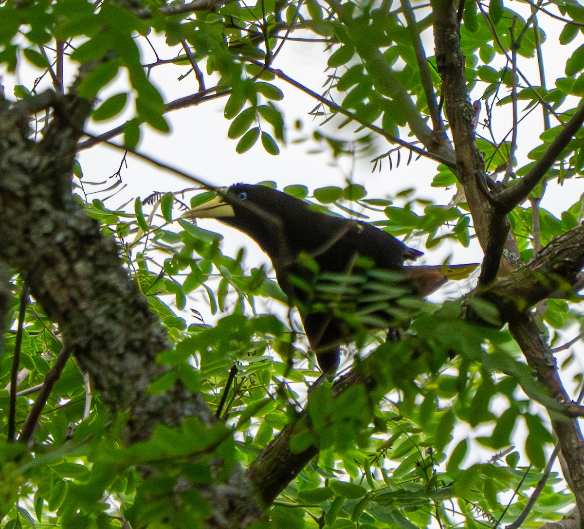 Crested Oropendola - ML646886837