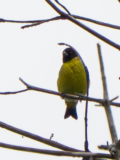 Чиж чорноголовий - ML646886840