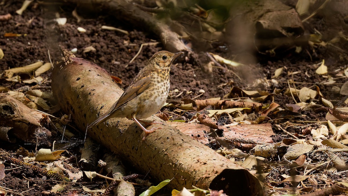 Song Thrush - ML646886841