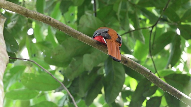 Diard's Trogon - ML646886842