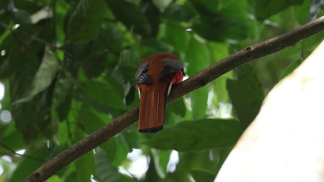 Diard's Trogon - ML646886843