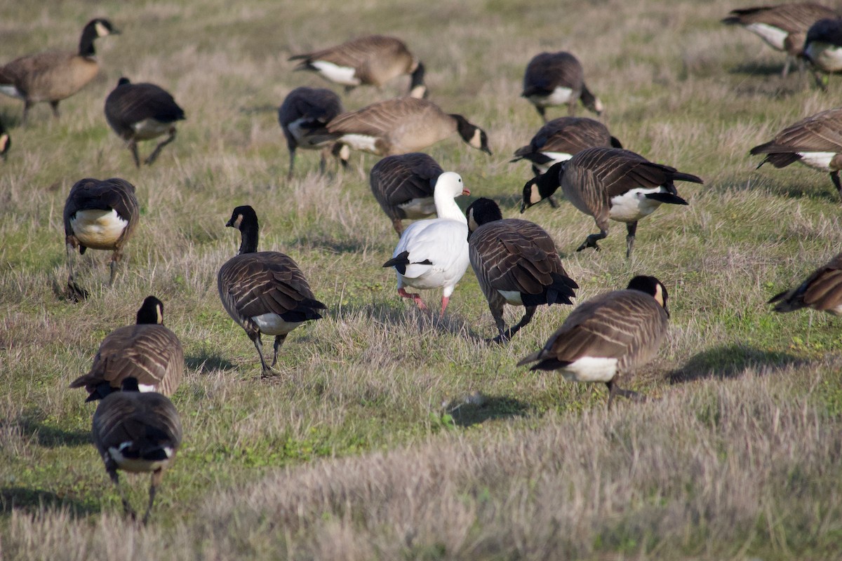 Ross's Goose - ML646886844