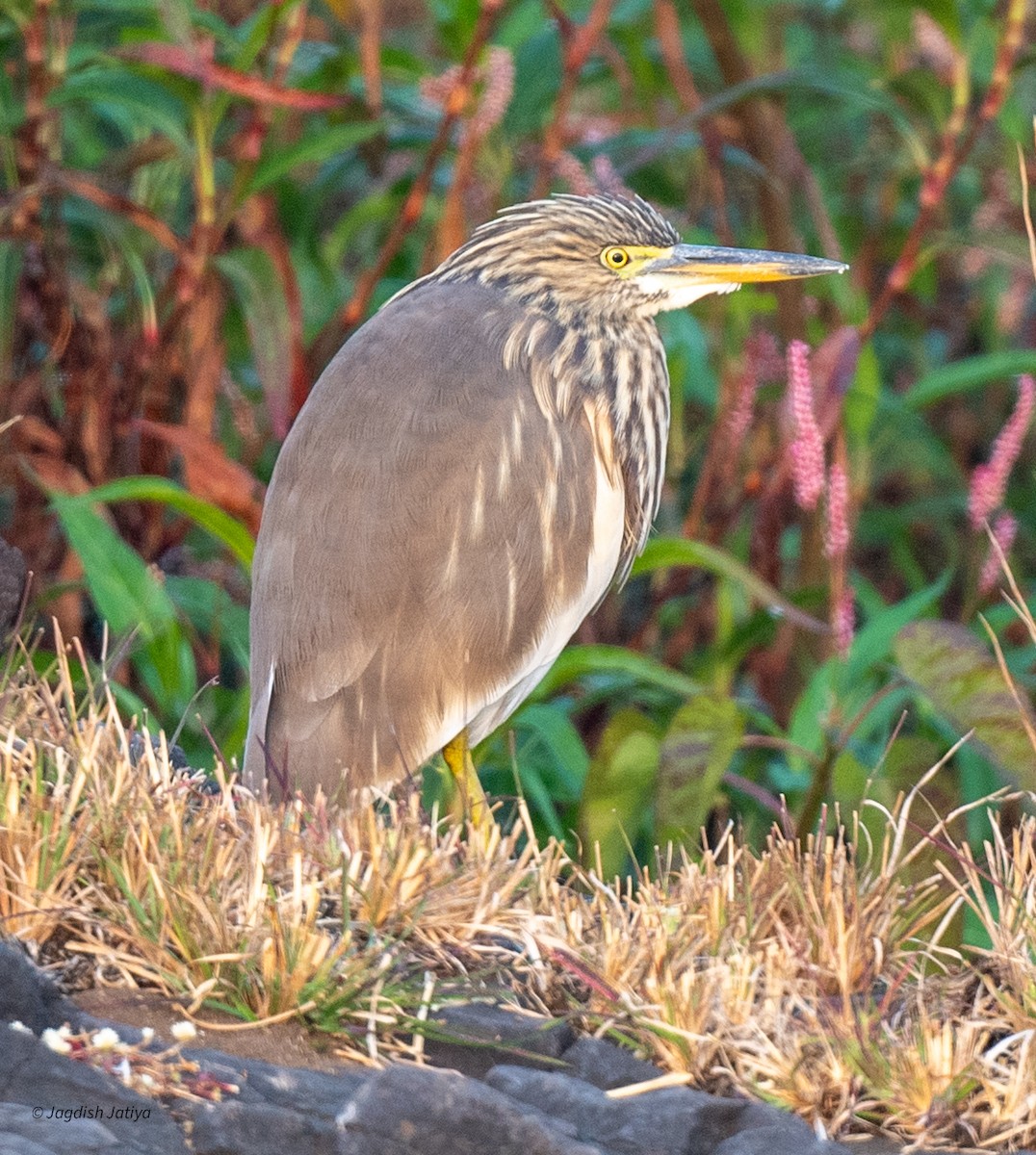 Индийская прудовая цапля - ML646886845