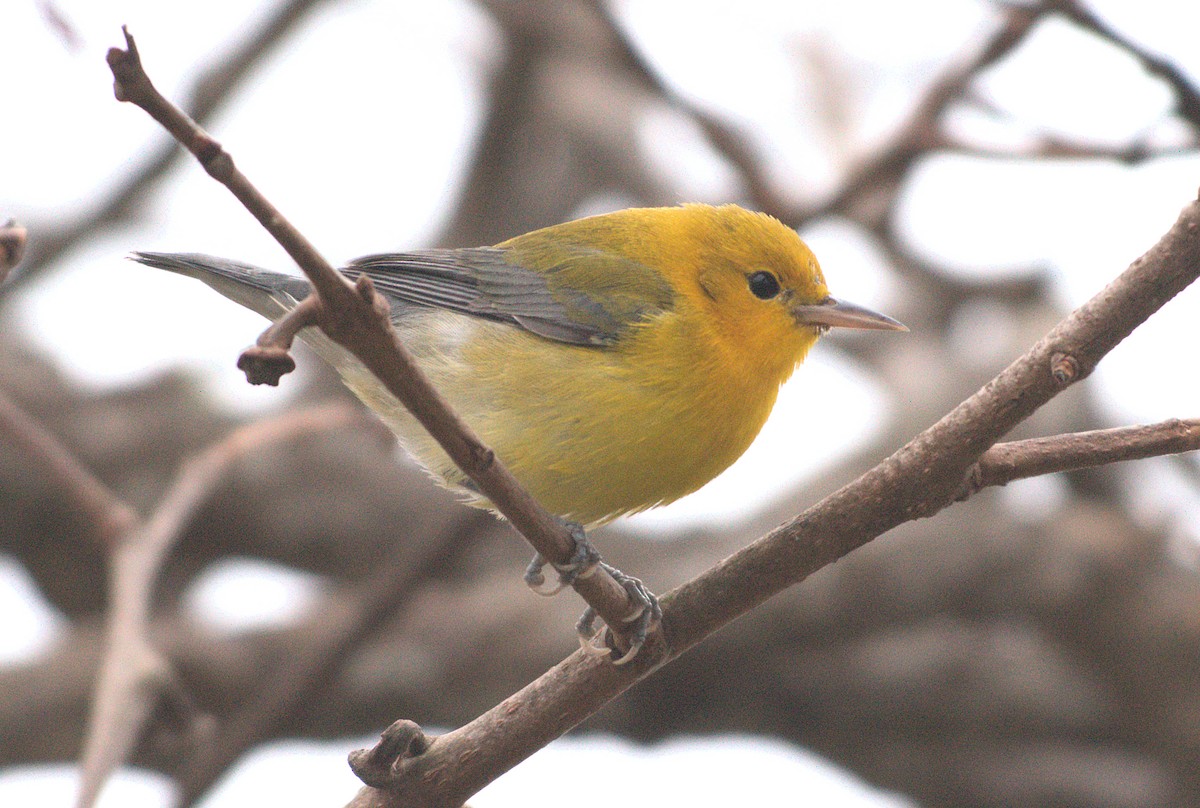 lesňáček zlatý - ML646886846