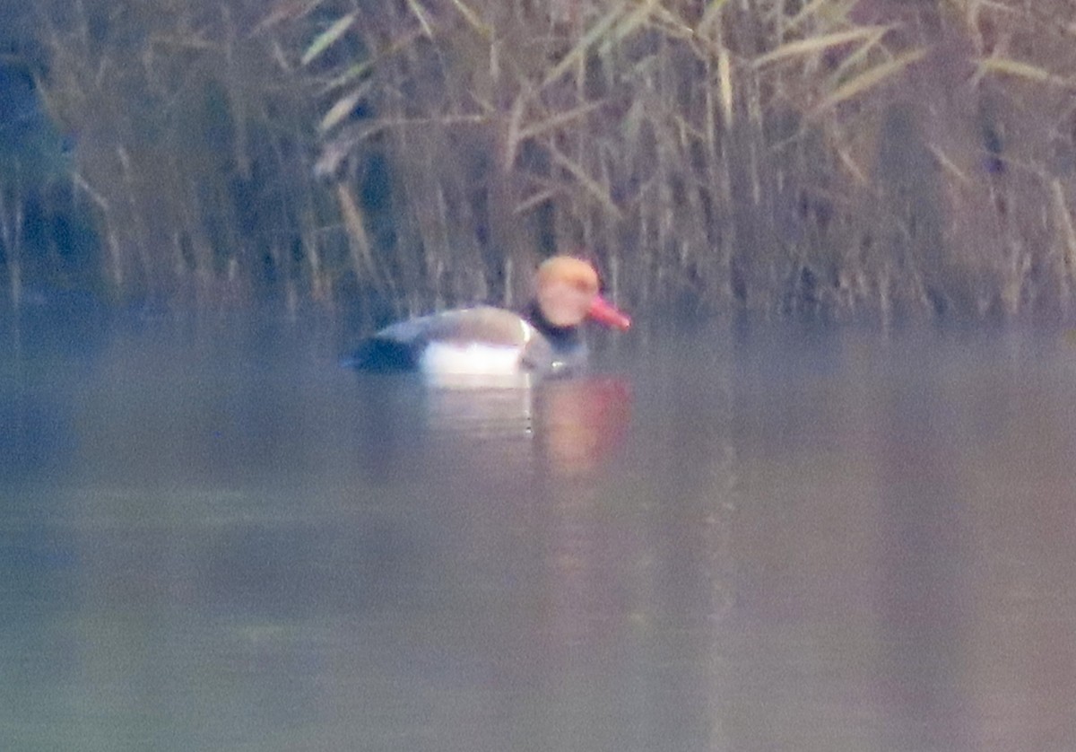 Red-crested Pochard - ML646886847