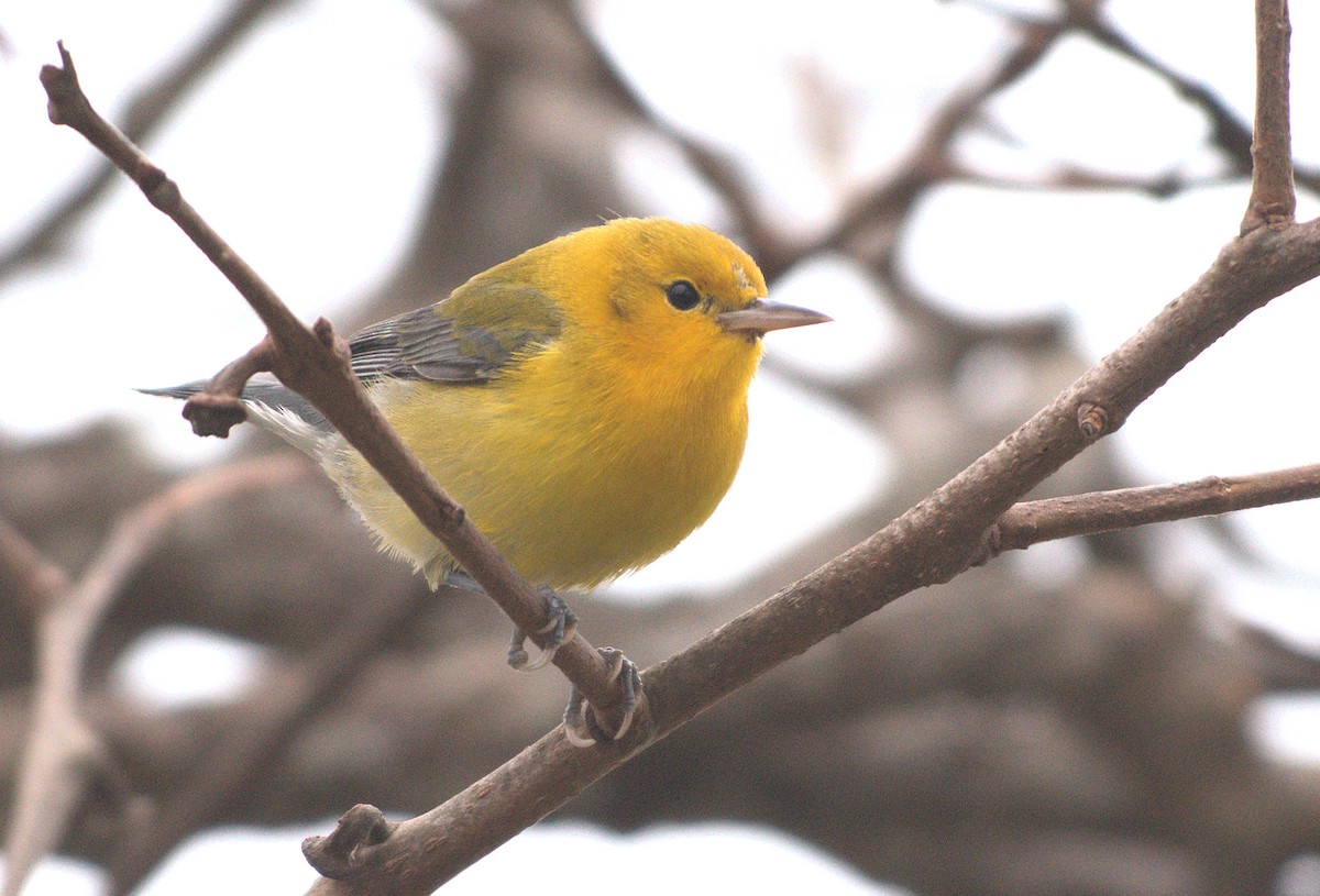 lesňáček zlatý - ML646886848