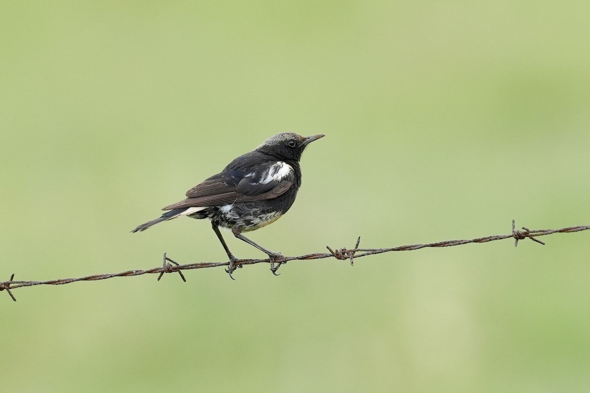 Mountain Chat - ML646886849