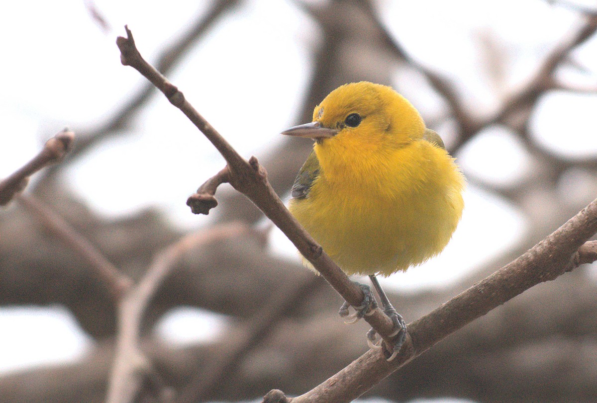 lesňáček zlatý - ML646886851