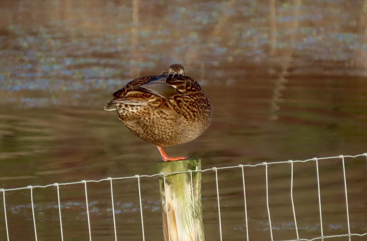 Mallard - ML646886852