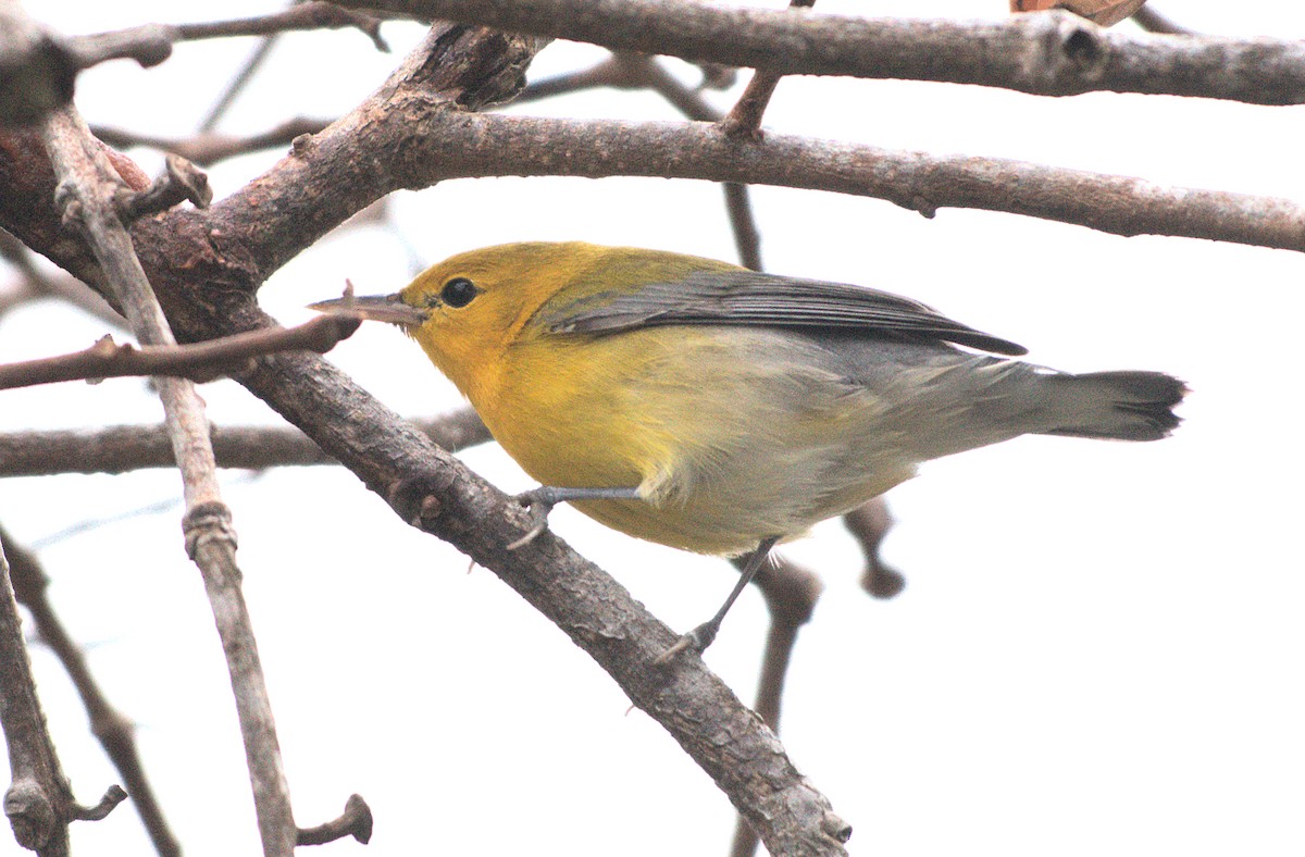 lesňáček zlatý - ML646886854