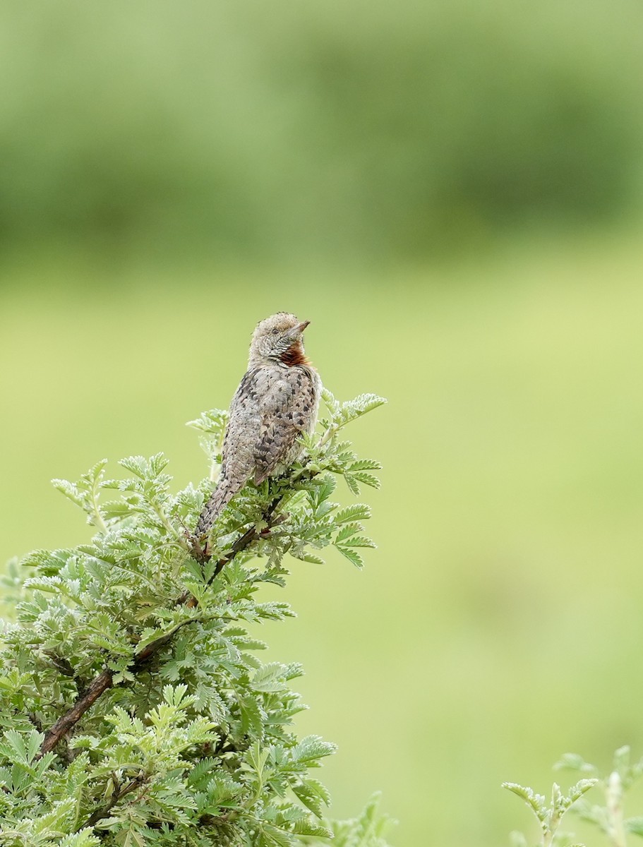 Red-throated Wryneck (Rufous-necked) - ML646886856