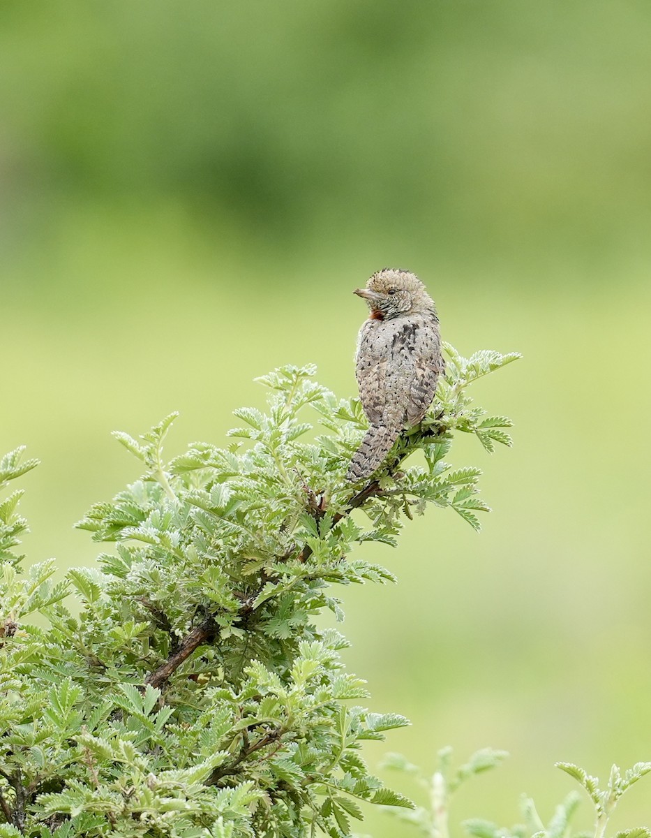 Red-throated Wryneck (Rufous-necked) - ML646886857