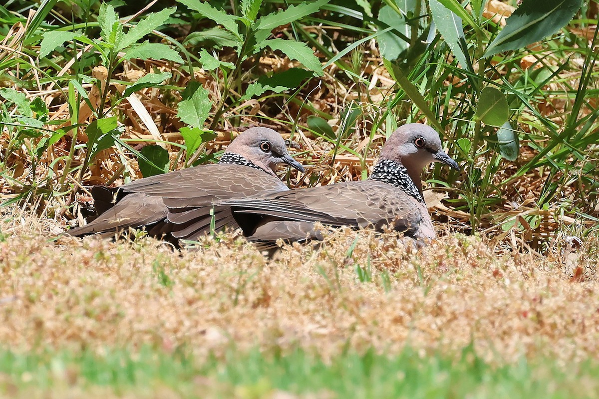Spotted Dove - ML646886858