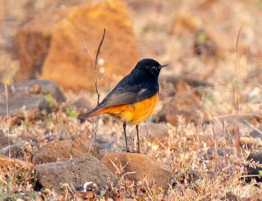 Black Redstart - ML646886859