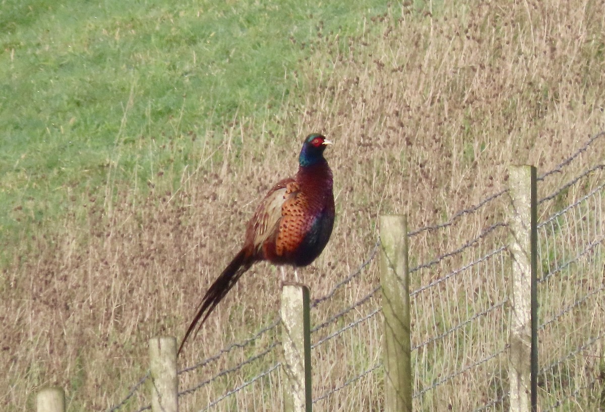 Ring-necked Pheasant - ML646886860