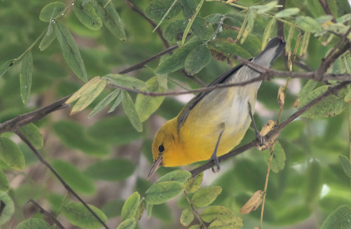 lesňáček zlatý - ML646886861