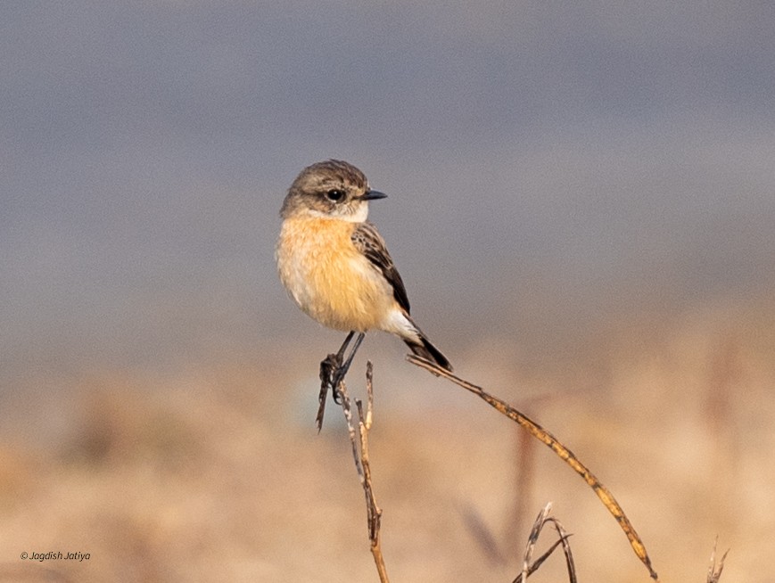 Siberian Stonechat - ML646886862