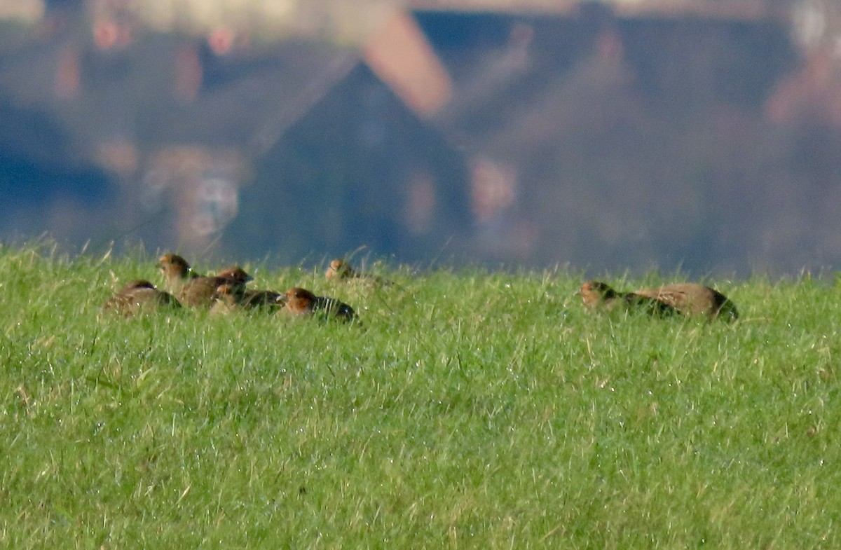 Gray Partridge - ML646886863