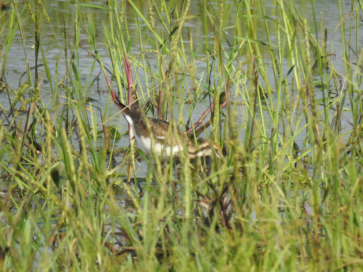 Bronze-winged Jacana - ML646886864