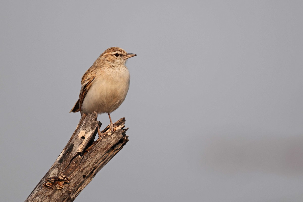 Fawn-colored Lark - ML646886865