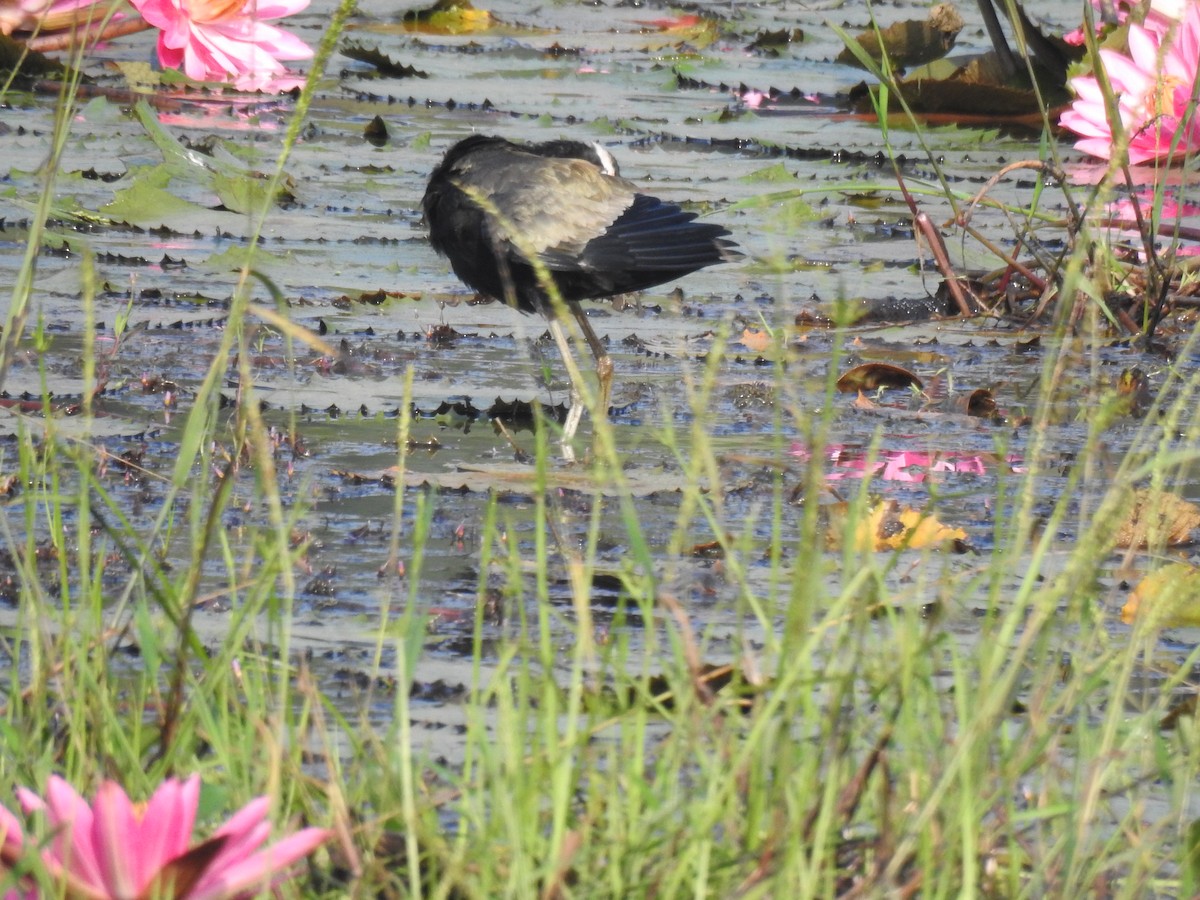 Bronze-winged Jacana - ML646886866