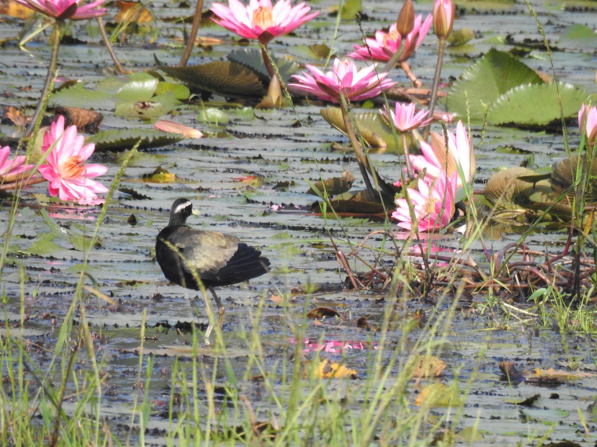 Bronze-winged Jacana - ML646886867
