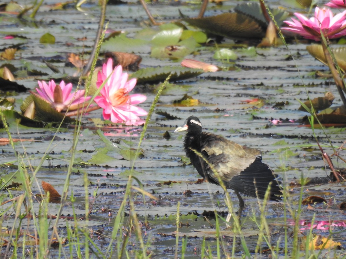 Bronze-winged Jacana - ML646886868