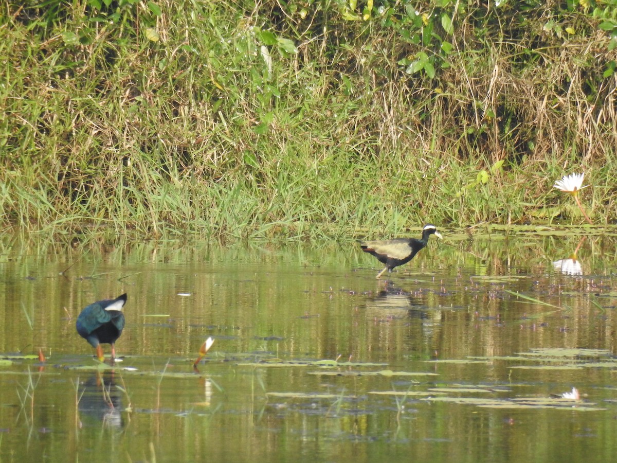 Bronze-winged Jacana - ML646886869