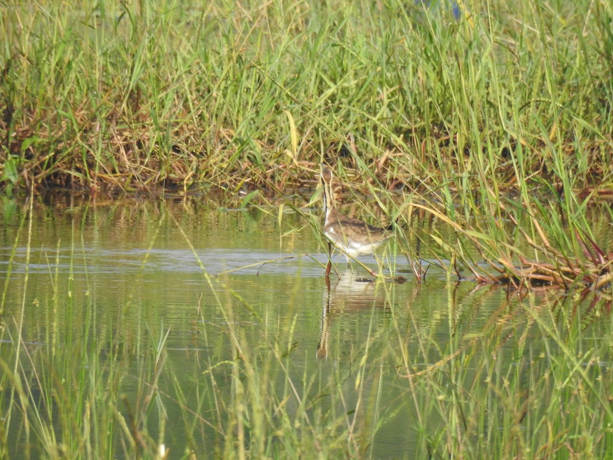Bronze-winged Jacana - ML646886870