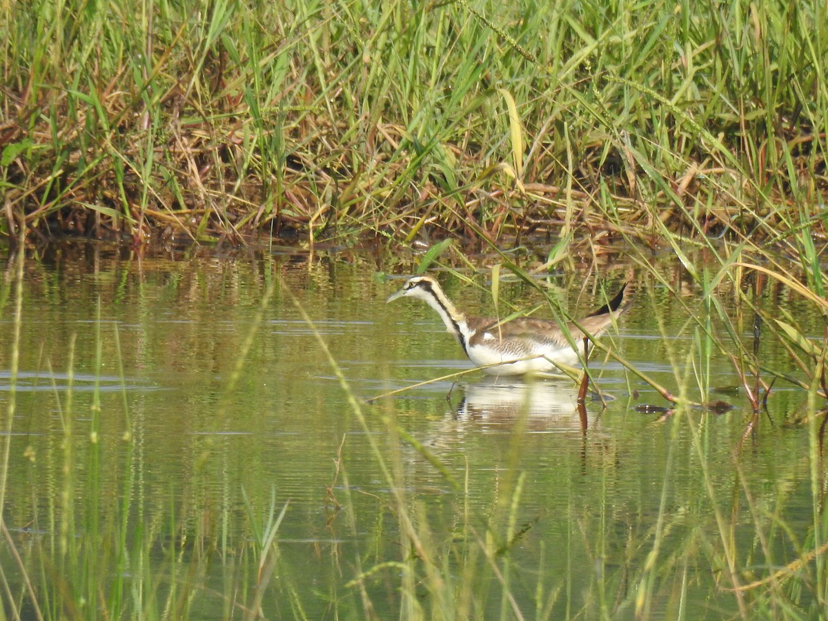 Bronze-winged Jacana - ML646886871