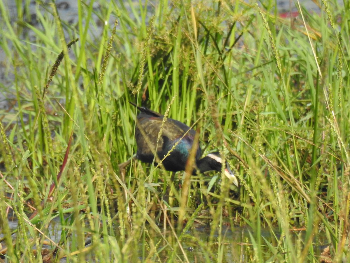 Bronze-winged Jacana - ML646886872