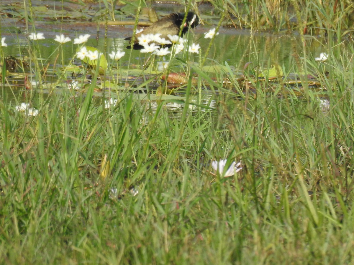 Bronze-winged Jacana - ML646886873