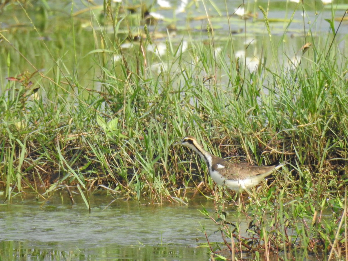 Bronze-winged Jacana - ML646886874