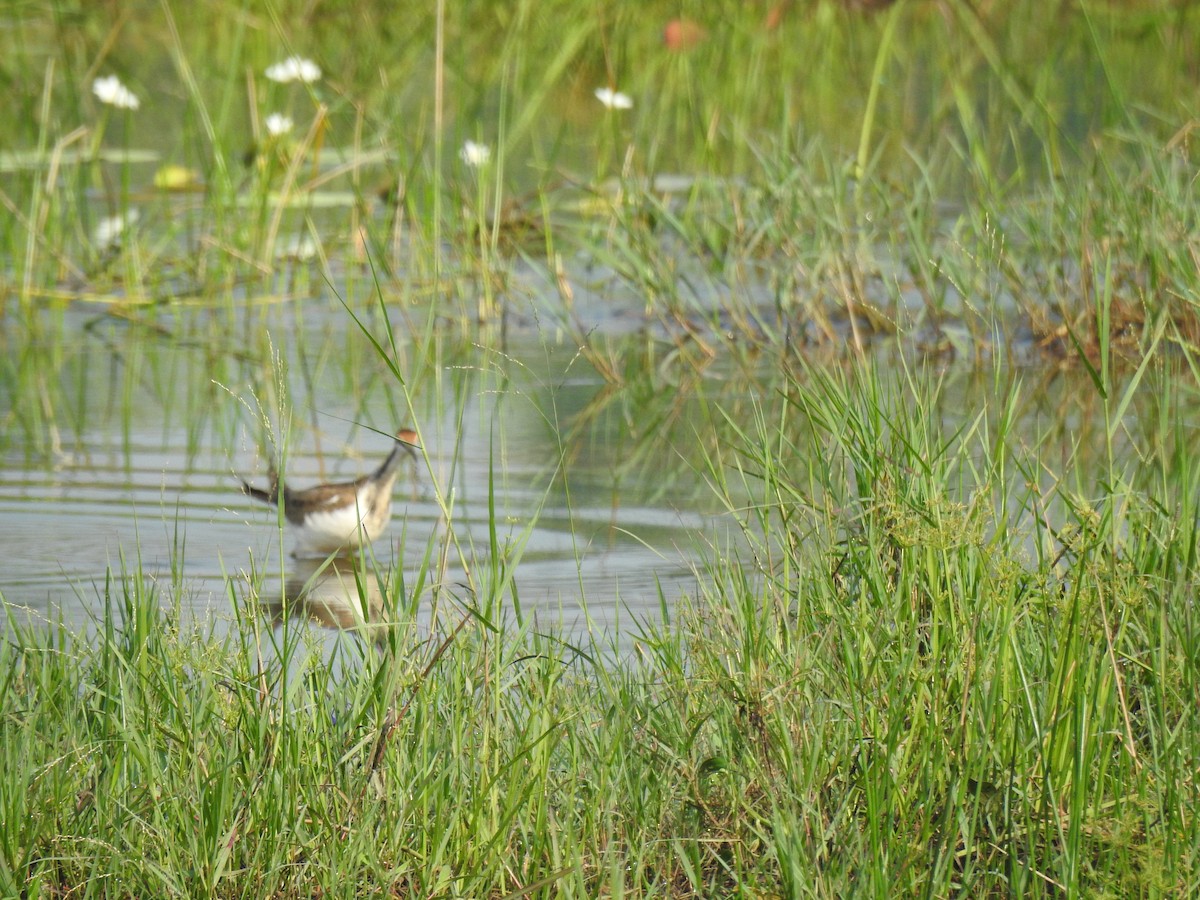 Bronze-winged Jacana - ML646886875
