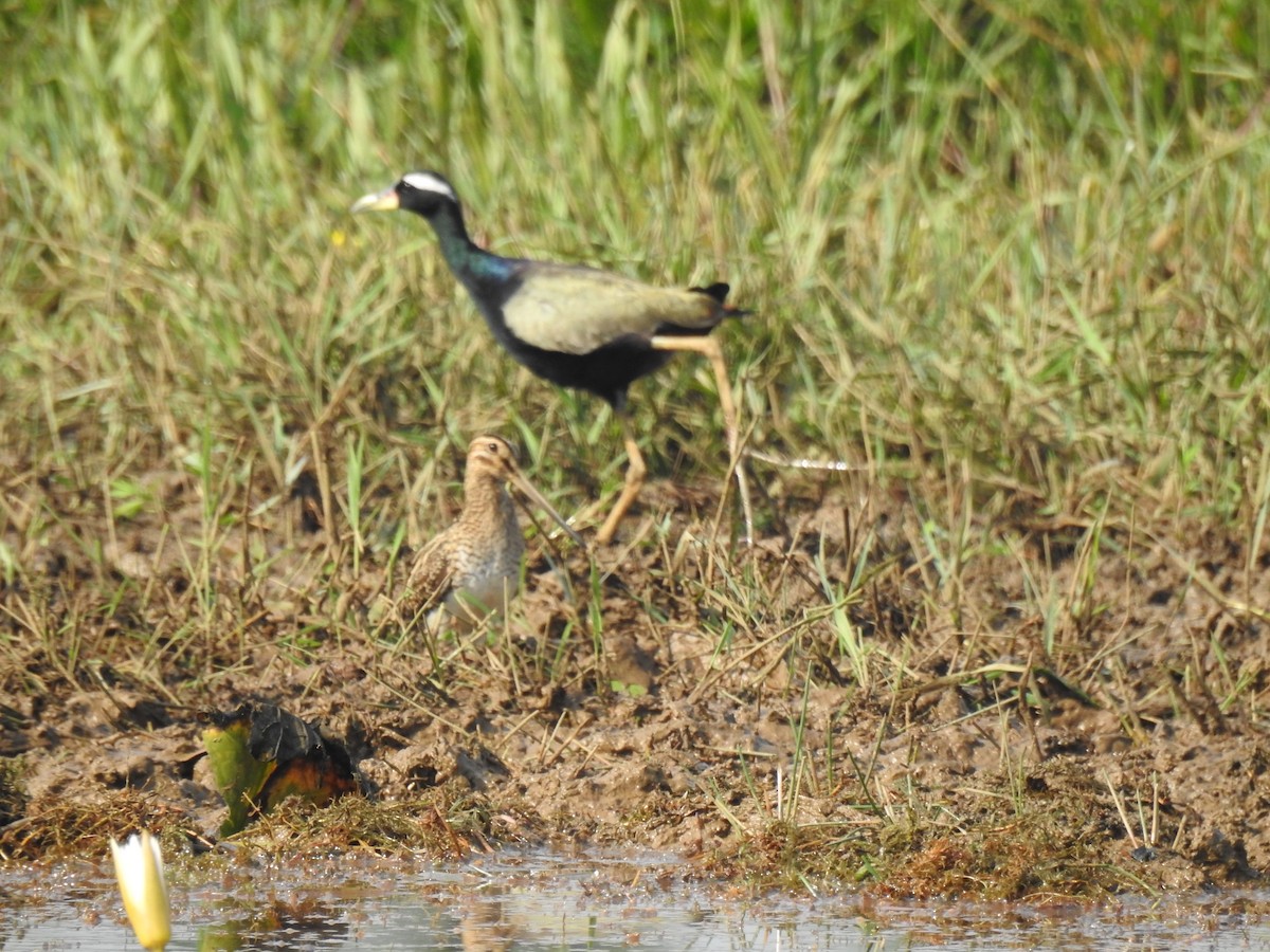 Bronze-winged Jacana - ML646886876