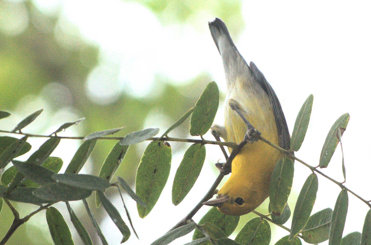 lesňáček zlatý - ML646886877