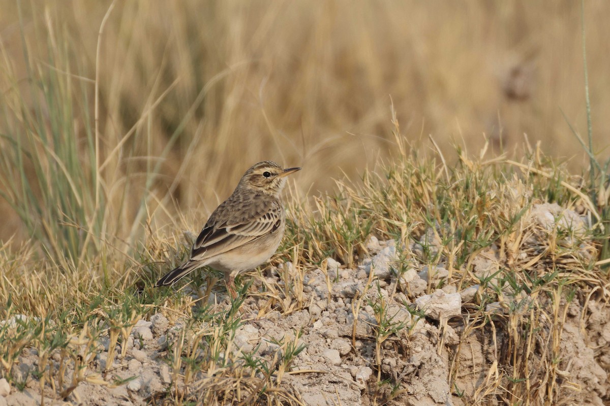 African Pipit - ML646886878