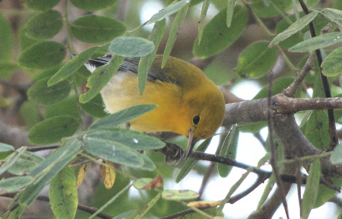 lesňáček zlatý - ML646886879