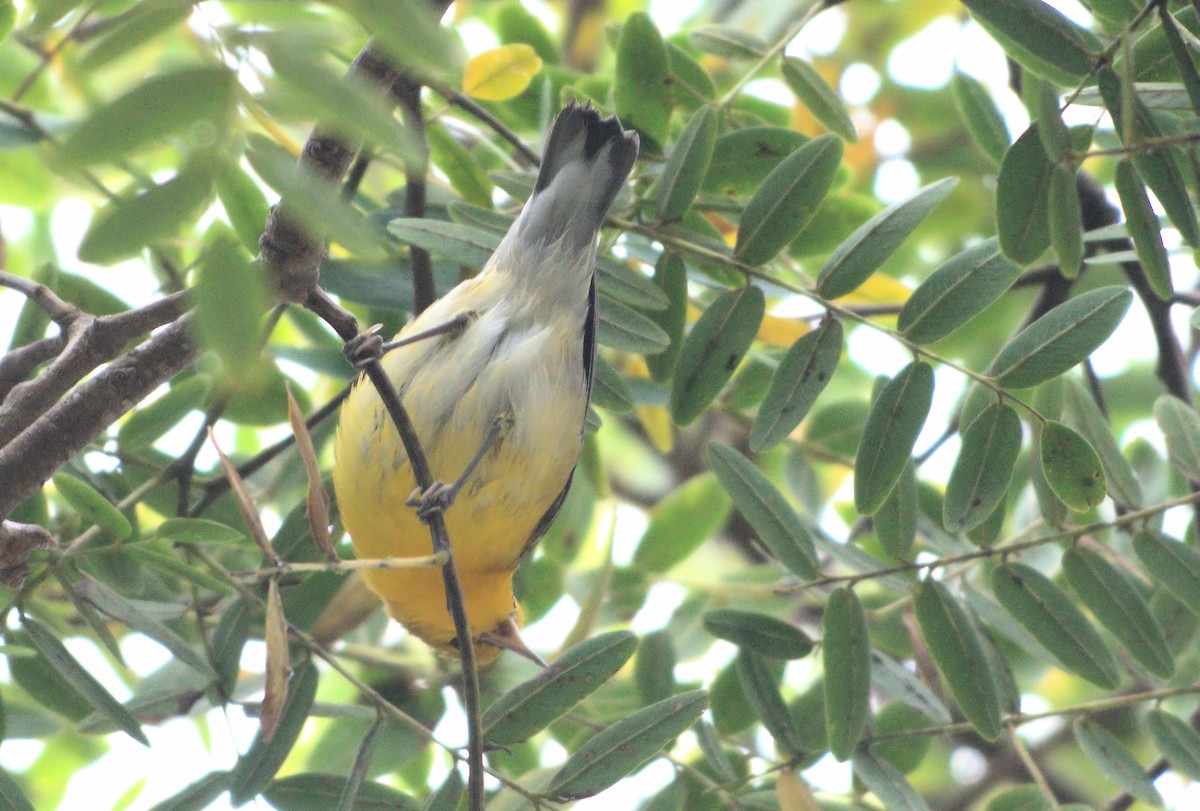 lesňáček zlatý - ML646886882