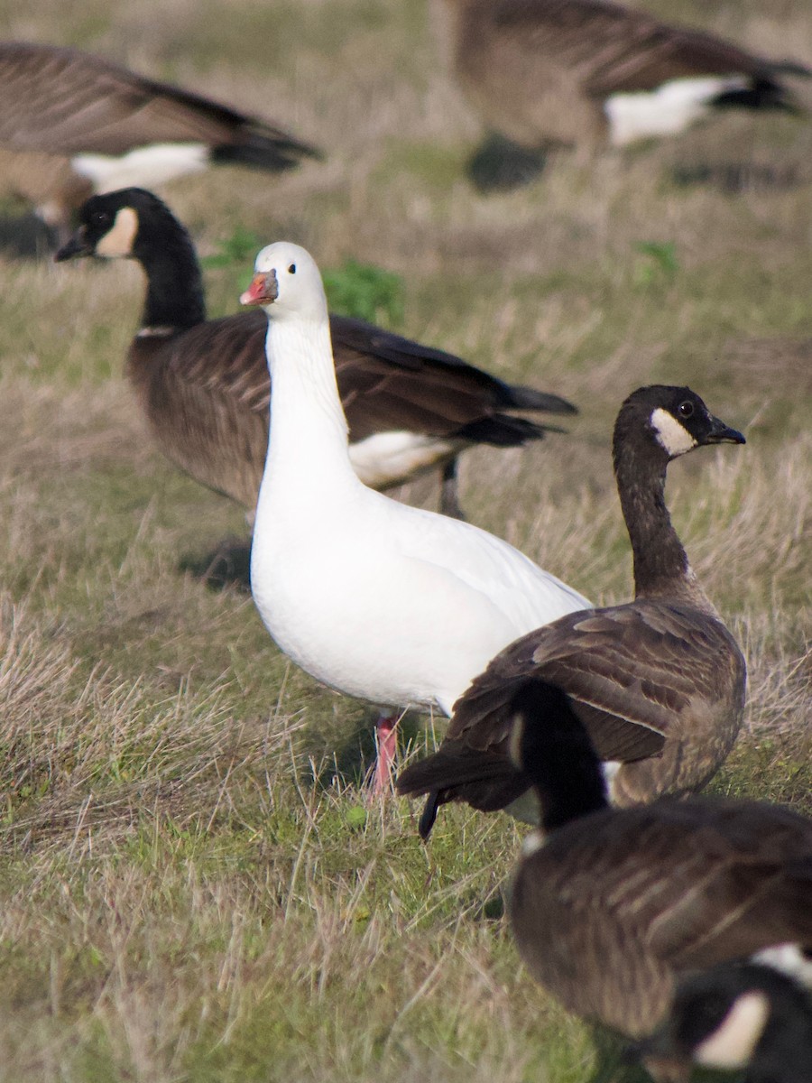Ross's Goose - ML646886883