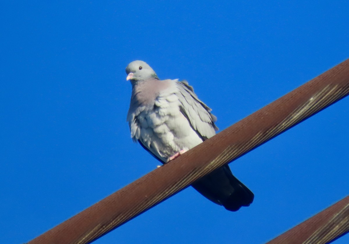 Stock Dove - ML646886884