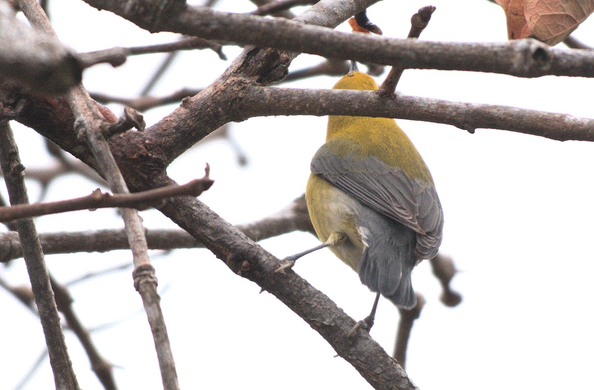 lesňáček zlatý - ML646886885