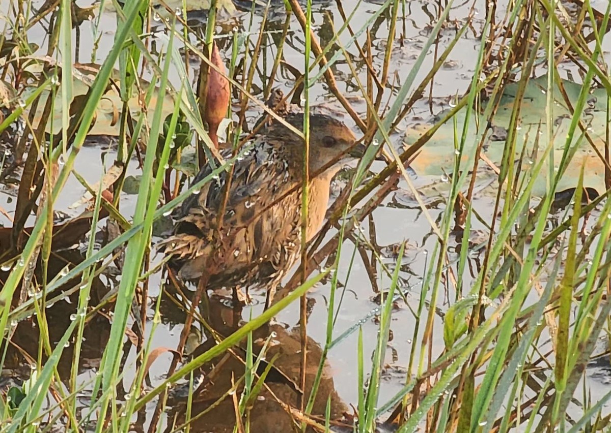 Baillon's Crake - ML646886914
