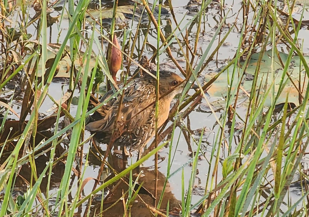 Baillon's Crake - ML646886915
